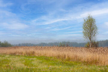 Obraz premium Spring landscape with the Green Meadow and the horizon in the distance