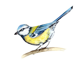 Watercolor illustration of a tit on a branch © Hanna Tsishk