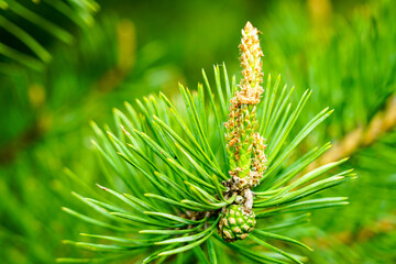 Pine flower on branch, flowering pine tree in spring, formation of new cones, pine blossom
