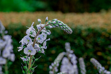photo of spring flowers in the park