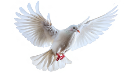 White dove, isolated