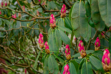 photo of spring flowers in the park