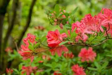 Obraz premium photo of spring flowers in the park