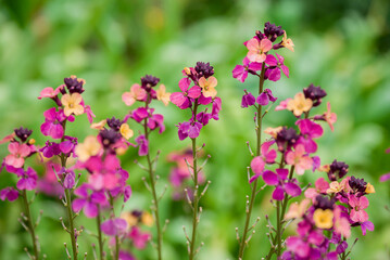 photo of spring flowers in the park