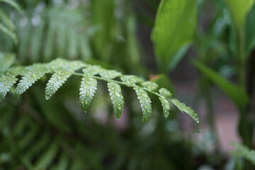 Water drop dew on Fern Plant leaves