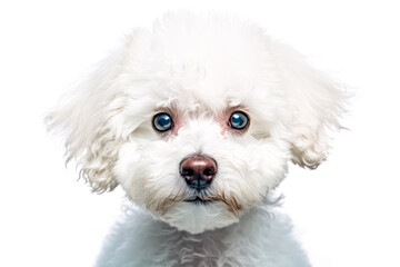 Bichon Frize in studio setting against white backdrop, showcasing their playful and charming personalities in professional photoshoot.