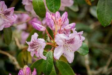 photo of spring flowers in the park