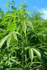 Cutting edge innovations at the intersection of technology, biotechnology, and cannabis cultivation