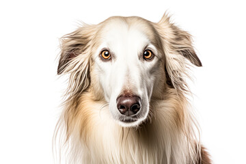 Fototapeta premium collie in studio setting against white backdrop, showcasing their playful and charming personalities in professional photoshoot.