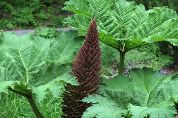 A close-up of Gunnera leaves, Gunnera manicata