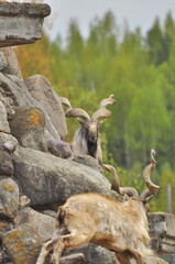 Animals - traditionally (since Aristotle) distinguished category of organisms, currently considered as a biological kingdom. Animals are the main object of study of zoology.