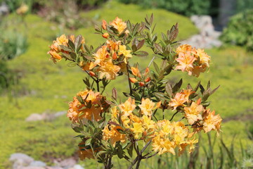 Sweden. Azaleas are flowering shrubs in the genus Rhododendron, particularly the former sections...