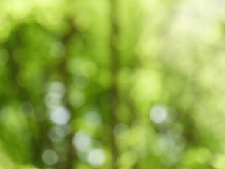 Soft focus on green leaves and branches, creating a bokeh effect in a sun-dappled forest during spring.