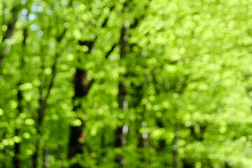 A blurred view of a dense forest with trees and fresh green foliage, creating a dreamy effect.
