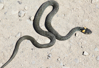 A common snake (Natrix natrix) is not poisonous