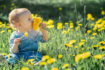 baby girl 1 year old sit in the meadow among the yellow dandelions, smell the flowers