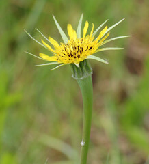 Tragopogon dubius grows in nature in summer