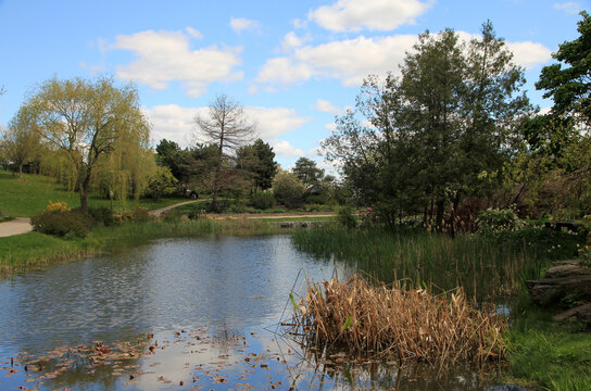 Summer landscape with pond and trees