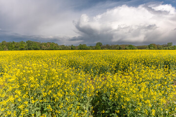 Rapeseed fields in bloom in spring