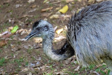 young emu bird in the zoo