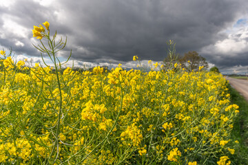 Fototapeta premium Rapeseed fields in bloom in spring