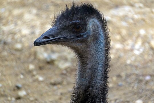 emu bird head close up