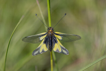 Owly sulphur Ascalaphe (Libelloides coccajus) in a meadow in spring.