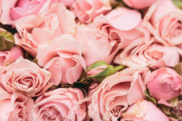 Beautiful pink roses card, closeup