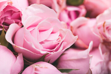 Beautiful pink roses card, closeup