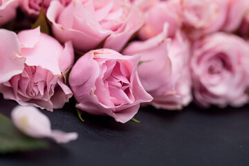 Beautiful pink roses card, closeup