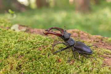 Stag beetle kite male (Lucanus cervus ) on the trunk of a of a dead tree in the forest in spring.