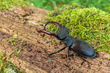 Stag beetle kite male (Lucanus cervus ) on the trunk of a of a dead tree in the forest in spring.