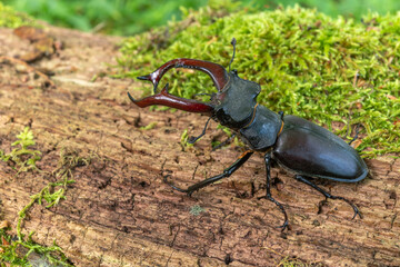 Stag beetle kite male (Lucanus cervus ) on the trunk of a of a dead tree in the forest in spring.