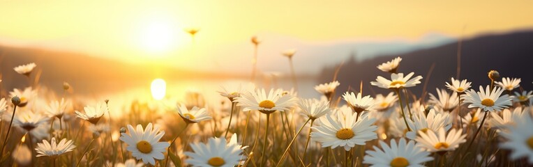 A field at sunset filled with white daisies in full bloom. The sun casts a warm glow over the flowers, creating a serene and beautiful scene - Powered by Adobe
