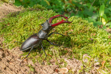 Stag beetle kite male (Lucanus cervus ) on the trunk of a of a dead tree in the forest in spring.