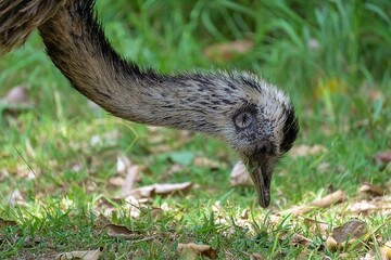 emu bird in the grass