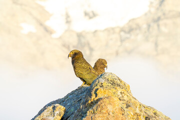 New Zealand bird the alpine parrot called the Kea in Mt Cook National Park
