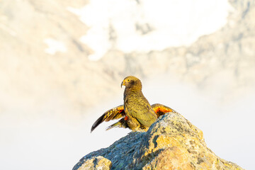 New Zealand bird the alpine parrot called the Kea in Mt Cook National Park