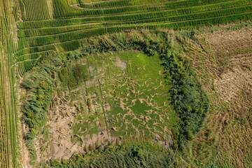 Damaged cornfield landscape