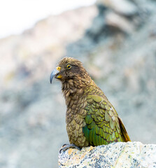 New Zealand bird the alpine parrot called the Kea in Mt Cook National Park