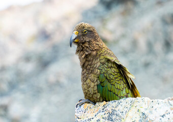 New Zealand bird the alpine parrot called the Kea in Mt Cook National Park