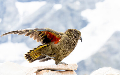New Zealand bird the alpine parrot called the Kea in Mt Cook National Park © Jesse