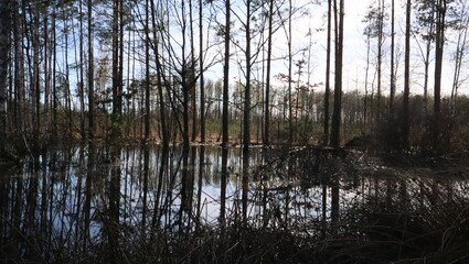 reflections in the water