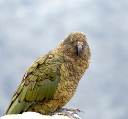New Zealand bird the alpine parrot called the Kea in Mt Cook National Park
