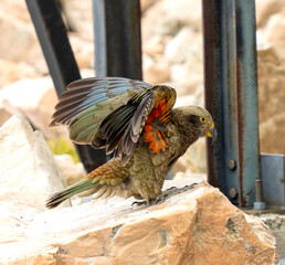 New Zealand bird the alpine parrot called the Kea in Mt Cook National Park