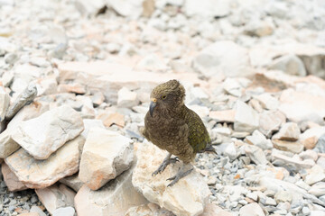 New Zealand bird the alpine parrot called the Kea in Mt Cook National Park
