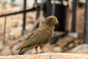 New Zealand bird the alpine parrot called the Kea in Mt Cook National Park