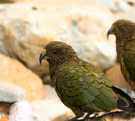 New Zealand bird the alpine parrot called the Kea in Mt Cook National Park