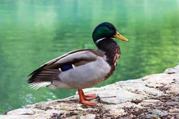 Obraz premium Mallard standing on the shore. Wild green-headed male duck outside the blue green water. Fauna of Hungry, Europe. Anas platyrhynchos.