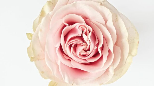 Beautiful opening pink rose on white background. Petals of Blooming pink rose flower open, close-up. Holiday, love, birthday design backdrop. Macro. Production Close-Up. High quality 4k footage